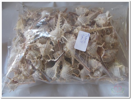 Thorn schelpen klein 1 kilo
