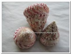 Troca Maculata schelpen 1 kilo