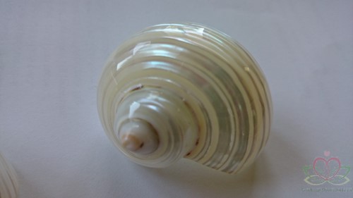 Turbo zilvermouth schelpen parelmoer, 5 cm 6 stuks