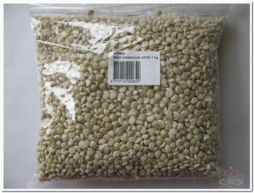 Umbonium Light schelpen wit  1 kilo
