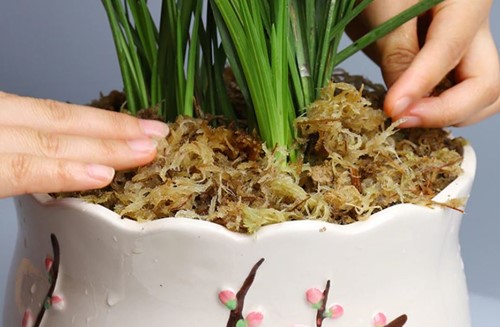 Veenmos Spaghnum 6L Gedroogd Sphagnum voor hydrocultuur, bloemschikken en stekjes opkweken