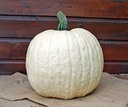 White Lightning F1 PMT 1000 Witte, grote halloweenpompoenzaden ca. 5.5-7 kg