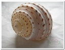 White Patram Giant schelpen ca. 7 stuks