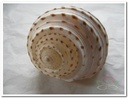 White Patram Giant schelpen ca. 7 stuks