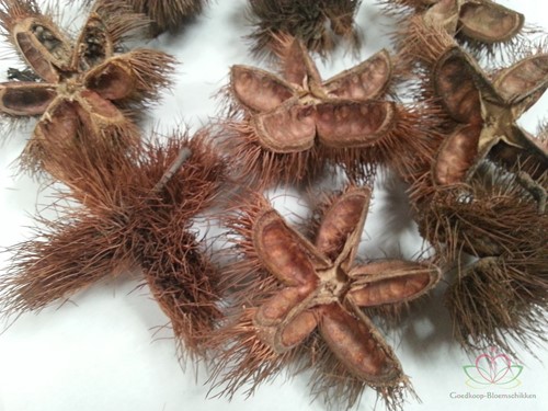 Wild chestnut natural zak 10 stuks natuurlijk bloemschikmateriaal