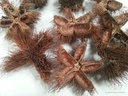 Wild chestnut natural zak 10 stuks natuurlijk bloemschikmateriaal