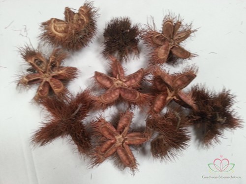 Wild chestnut natural zak 10 stuks natuurlijk bloemschikmateriaal