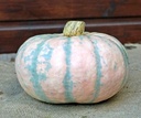 Winter Blush F1 Roze eetpompoenzaden kleinverpakking 