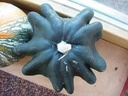 Youg fingerfruit Groen  - 250 zaden kalebaszaden