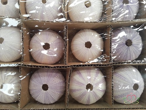 Zeeegel violet, 12 stuks