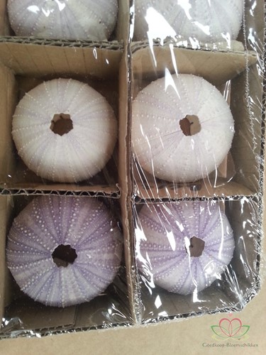 Zeeegel violet, 12 stuks