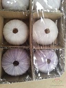 Zeeegel violet, 12 stuks