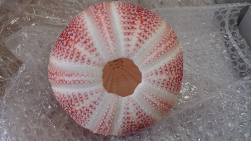 Zeeegel Giant rood 10-12 cm per stuk