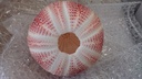 Zeeegel Giant rood 10-12 cm per stuk