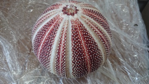 Zeeegel Giant rood 10-12 cm per stuk