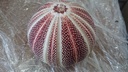 Zeeegel Giant rood 10-12 cm per stuk