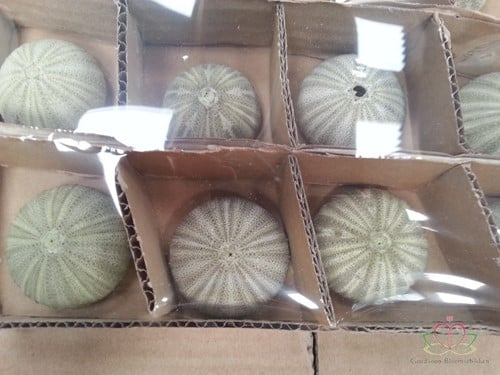 Zeeegel Zee-egel groen, 12 stuks