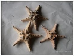 Zeester Philippine 10-15 cm 12 stuks