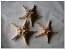 Zeester Philippine 10-15 cm 12 stuks