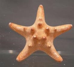 Zeester Philippine 10-15 cm 12 stuks