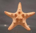 Zeester Philippine 10-15 cm 12 stuks