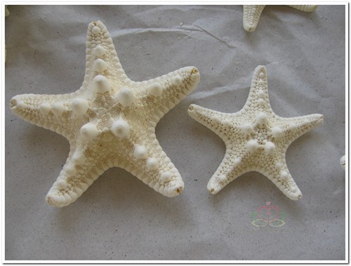 Zeester Philippine gebleekt, 5-7 cm 25 stuks