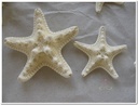 Zeester Philippine gebleekt, 5-7 cm 25 stuks