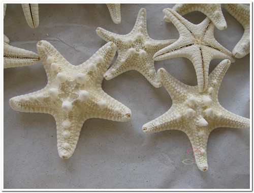Zeester Philippine gebleekt, 5-7 cm 25 stuks