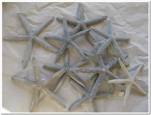Zeester Starfish grijsblauw, 10-15 cm 10 stuks