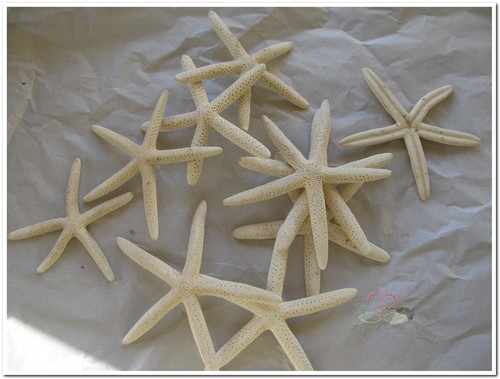 Zeester Starfish wit  5-7 cm 20 stuks