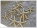 Zeester Starfish wit  5-7 cm 20 stuks