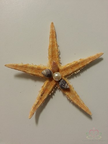 Zeesterren 5-7 cm 100 stuks