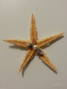 Zeesterren 5-7 cm 100 stuks