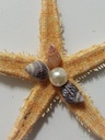 Zeesterren 5-7 cm 100 stuks