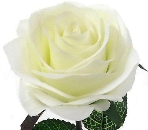 Zijdenroos Wit open roos met blad / stuk 