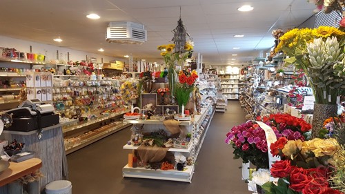 Zonnebloem 3 taks groot . Per STUK! 