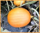 Big Autumn F1  - basiseenheid 