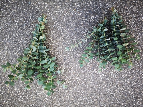 Actie Bundel Eucalyptusblad dhz Mooi blad bundel wat langer