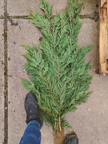 XL Bundel CONIFEER coniferen Groen VERS 