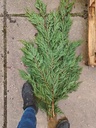 XL Bundel CONIFEER coniferen Groen VERS 