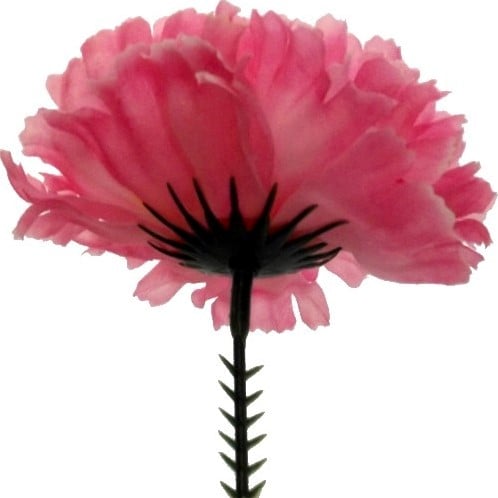Anjerpick Roze  / stuk 