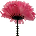 Anjerpick Roze  / stuk 