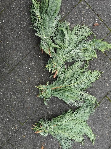 Kort coniferengroen ca. 10cm bundel grijsgroen 