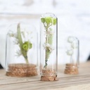 Mini Dome Ø2 h.7 cm set 12 stolpje met kurk voor geschenken [ zijn LEEG!]