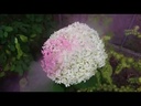Flower Decor Verfspray Waterbasis  15701 may groen Styropor en verse bloemen