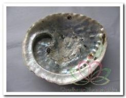 Abalone groot formaat ca. 11cm per stuk