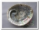 Abalone groot formaat ca. 11cm per stuk