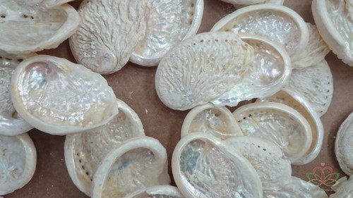 Abalone mini gebleekt ca. 500 gram