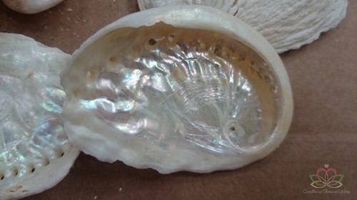 Abalone mini gebleekt ca. 500 gram