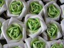 Equadorroos Platte Roos Creme-Groen DOOS 